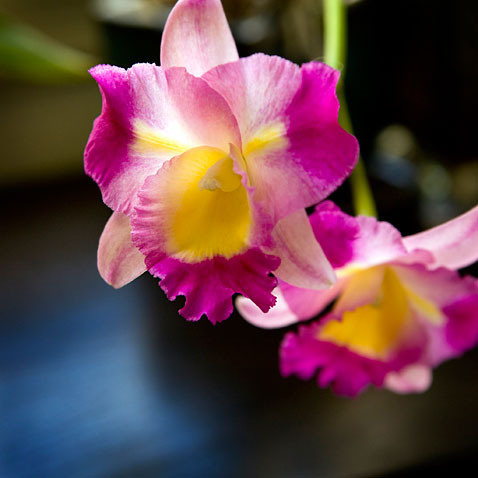 orchidblooms