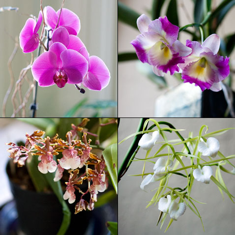 four-orchids.jpg