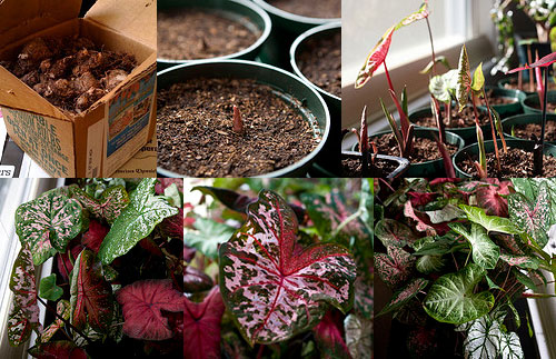 The Caladium Project