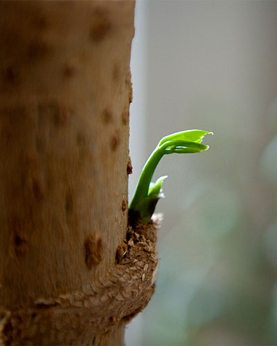 umbrella tree