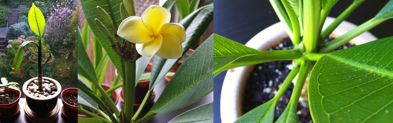 Plumeria as a happy plant and not so happy plant.