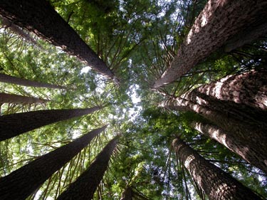 ucsc trees