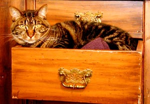 spoo in the drawer